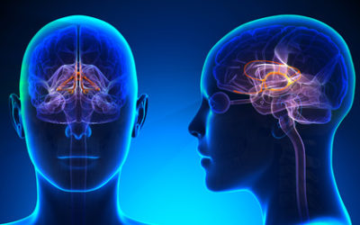 Efeitos da Terapia Cognitivo-Comportamental no Cérebro